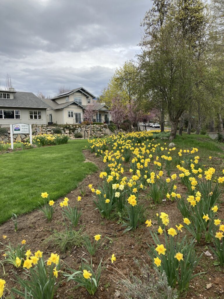 A profusion of daffodils at the entrance to Mountain Meadows.