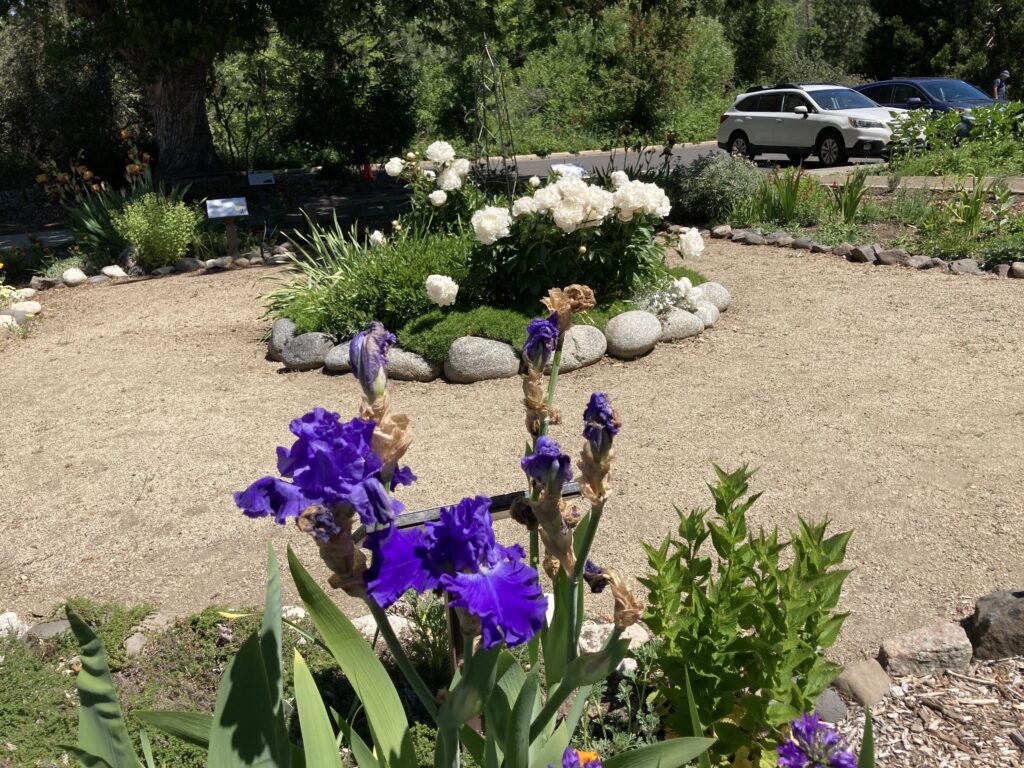 Bearded iris and white peonies at North Mountain Park.