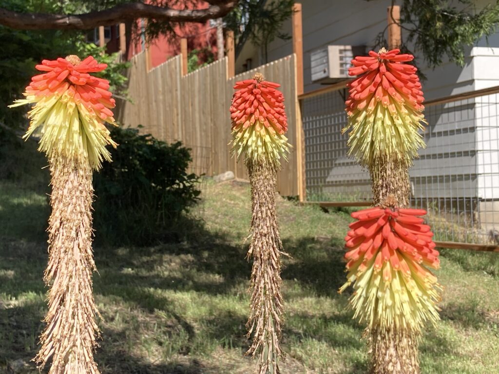 Flower - Red hot poker on Beach Street, 2025.