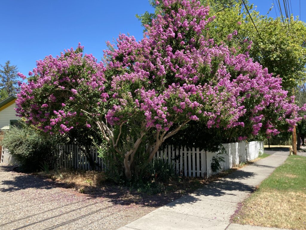 Crape Myrtle tree on Helman Street.
