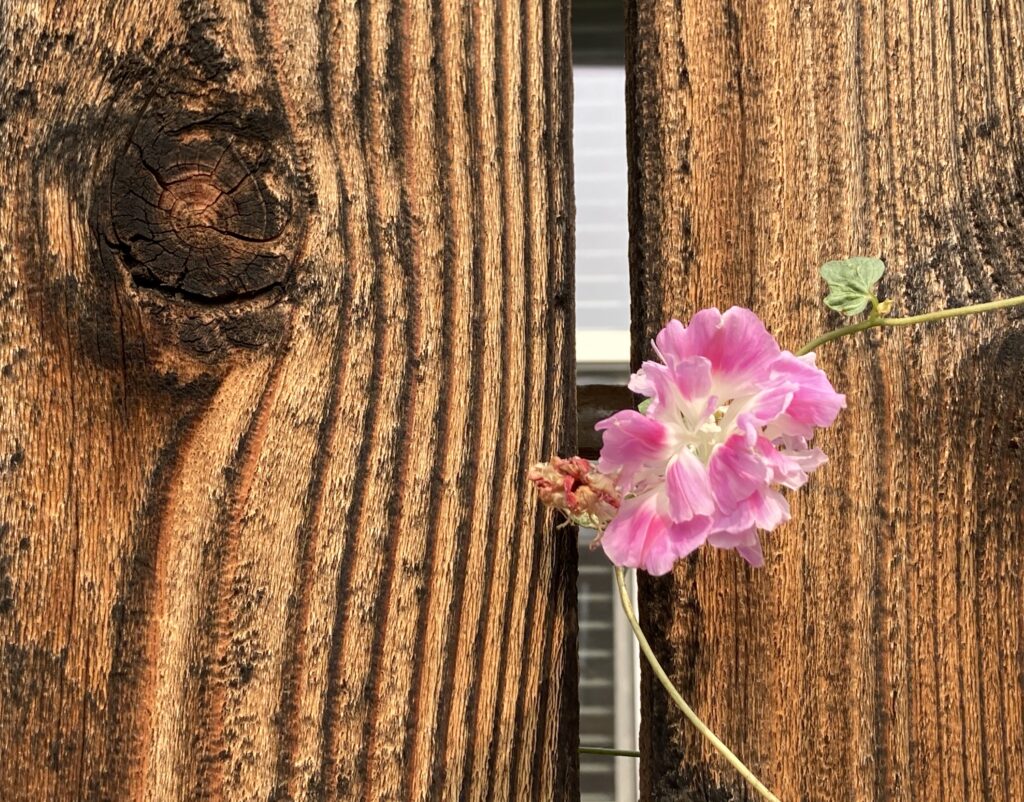 Flower is probably "split second" Morning glory along path at the end of Old Willow Lane.
