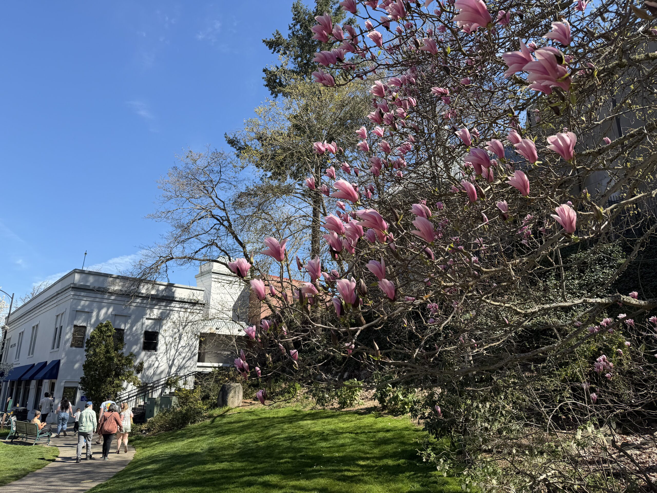 Deciduous magnolia flowers by the entrance to Lithia Park. Ashland City Hall in the background.