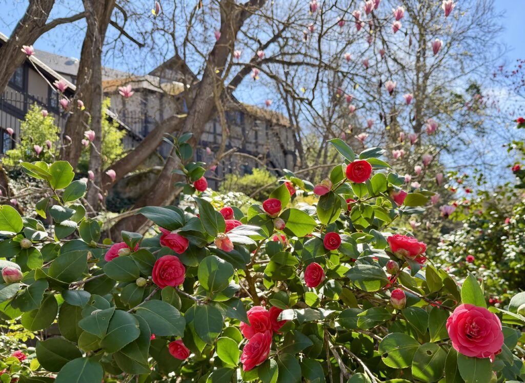 Camellia blossoms by the entrance to Lithia park, with the OSF Elizabethan Theatre in the background.