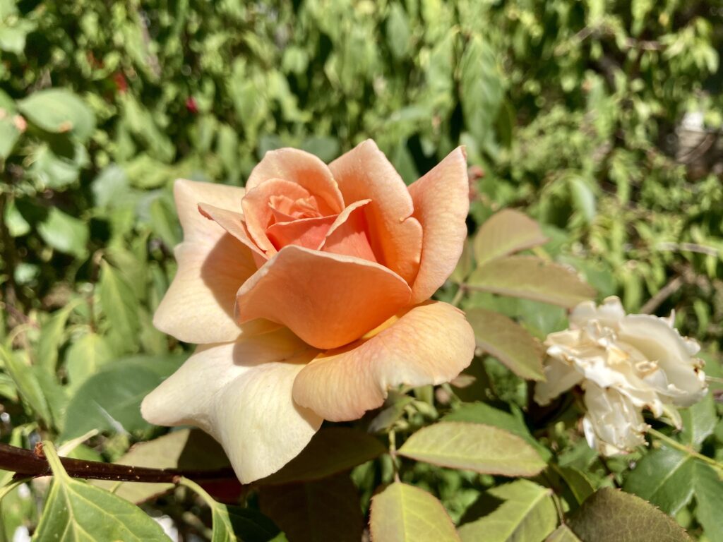Peach-colored rose on Diane Street.