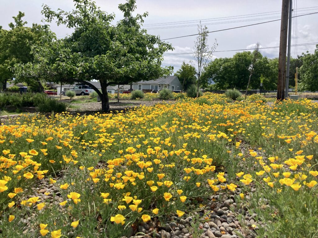 a lot of California poppies at the corner of East Main and Fordyce streets!