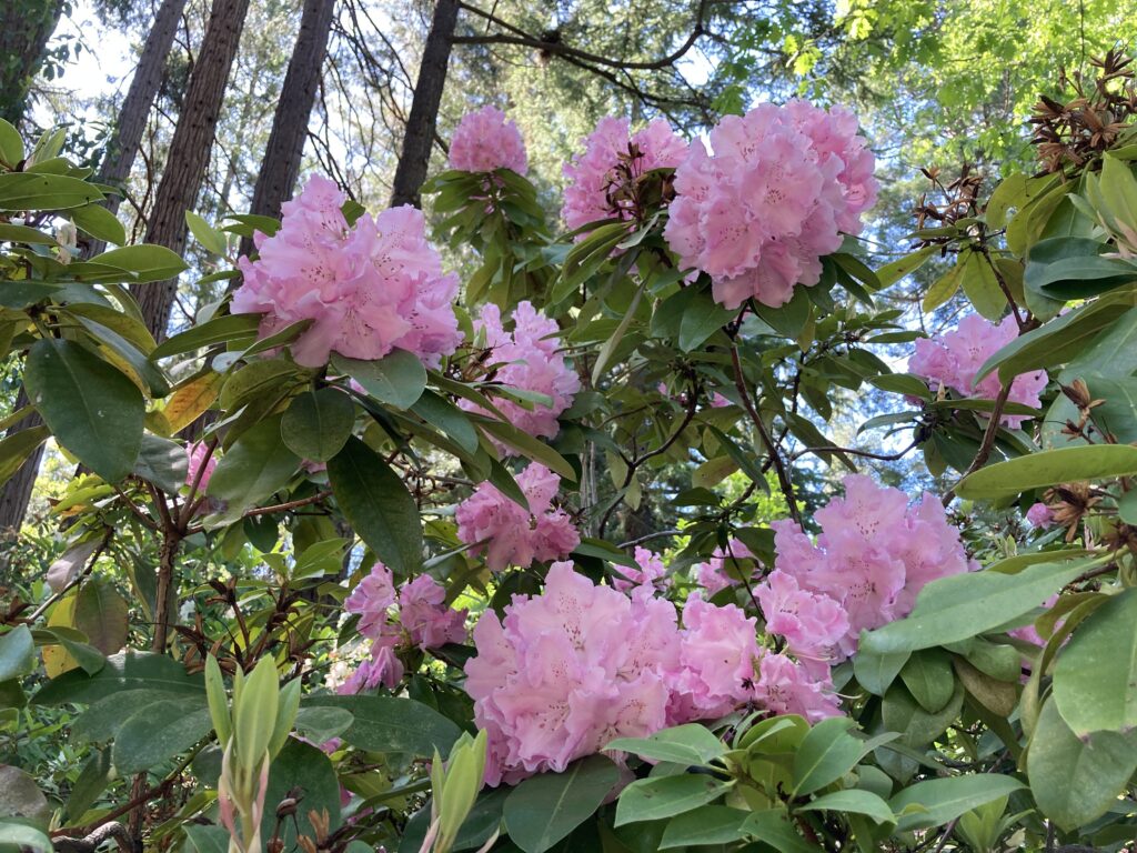 Lithia Park pink rhododendron in bloom.
