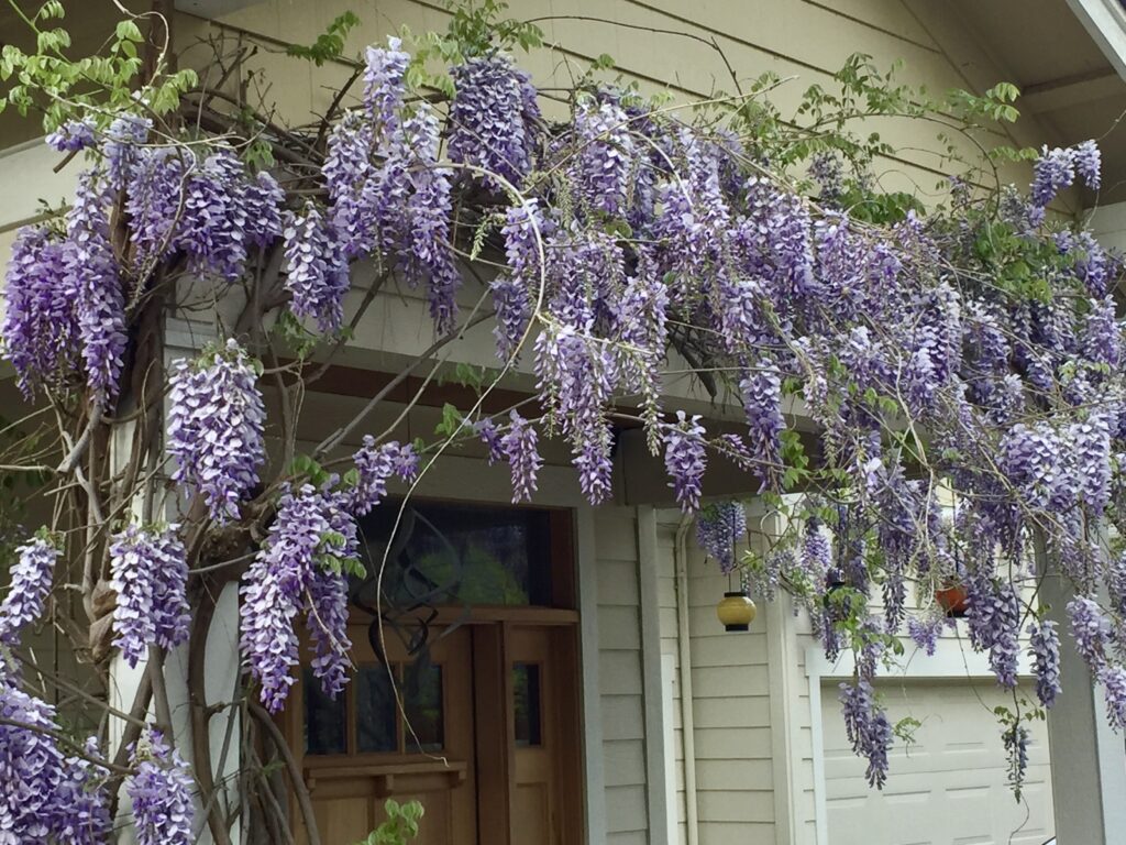 Wisteria blooming on Takelma Way, April 2020.